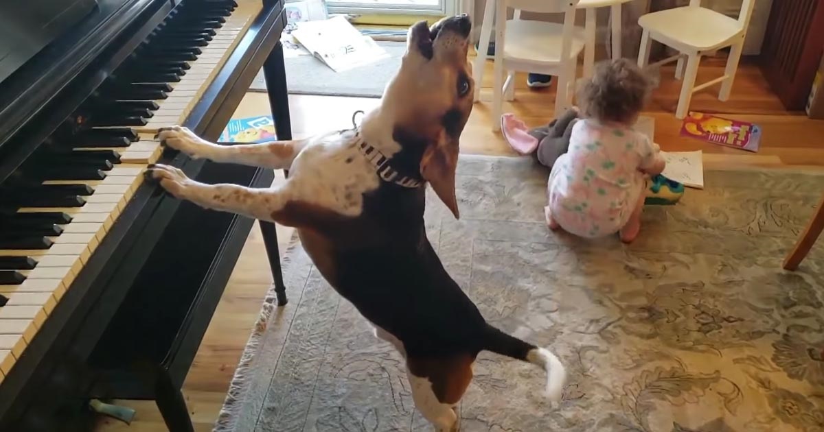 Sốt đoạn clip một chú chó vừa đánh đàn dương cầm vừa hát - Ảnh 1