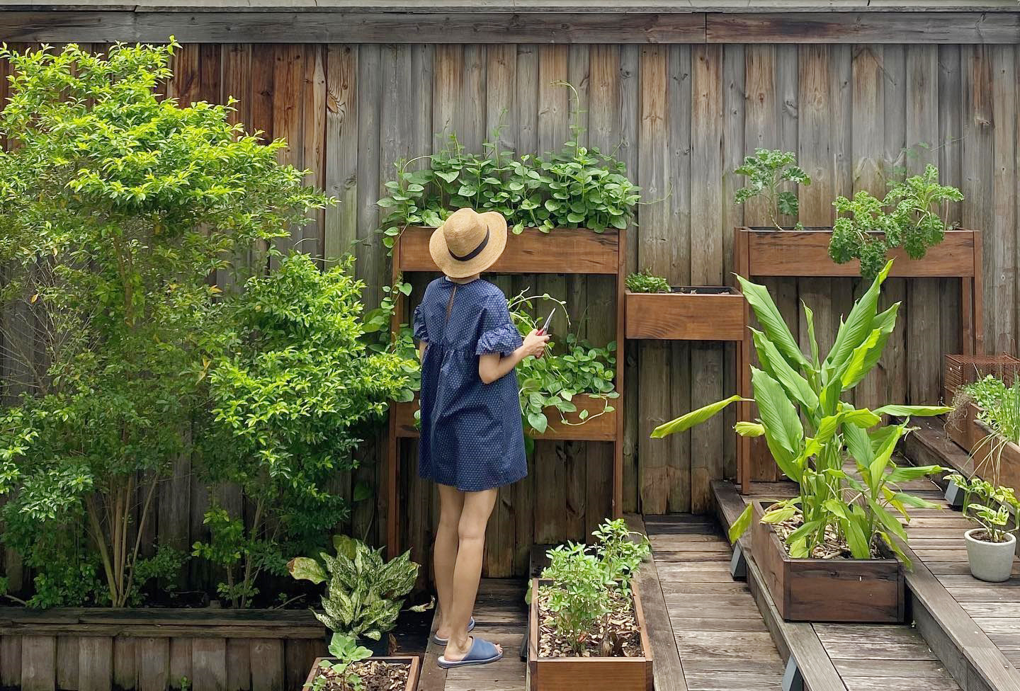 Những khu vườn vạn người mê của Sao Việt: Hà Tăng, Quyền Linh đều bội thu rau xanh, trái cây