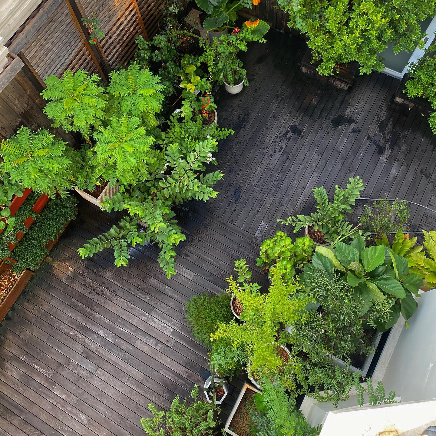 Sao Việt sở hữu khu vườn vạn người mê: Quanh năm xanh tốt, từ rau xanh đến cây ăn trái đều có đủ cả - Ảnh 1