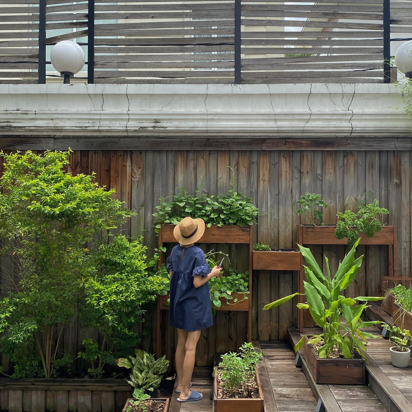 Sao Việt sở hữu khu vườn vạn người mê: Quanh năm xanh tốt, từ rau xanh đến cây ăn trái đều có đủ cả - Ảnh 2