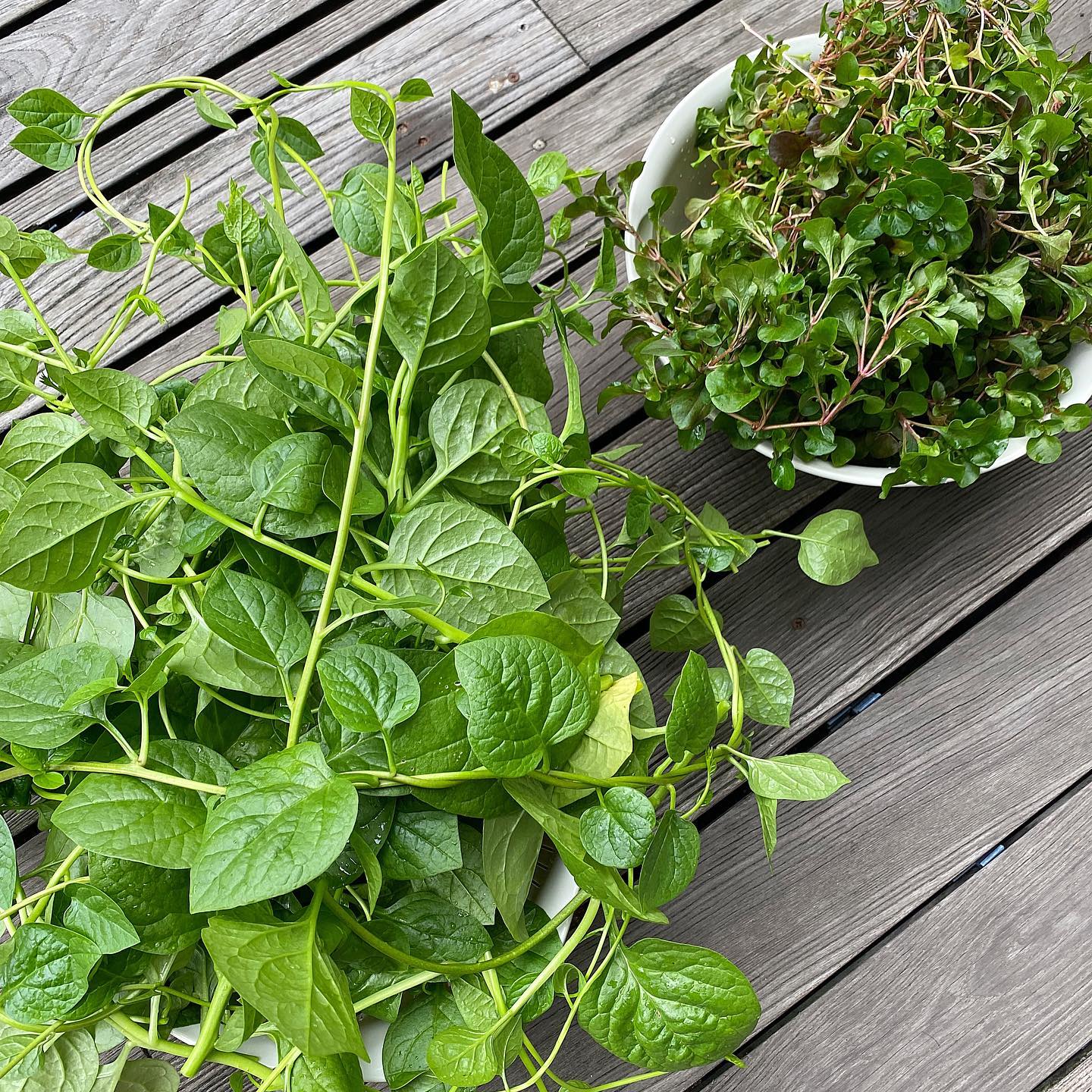 Sao Việt sở hữu khu vườn vạn người mê: Quanh năm xanh tốt, từ rau xanh đến cây ăn trái đều có đủ cả - Ảnh 3