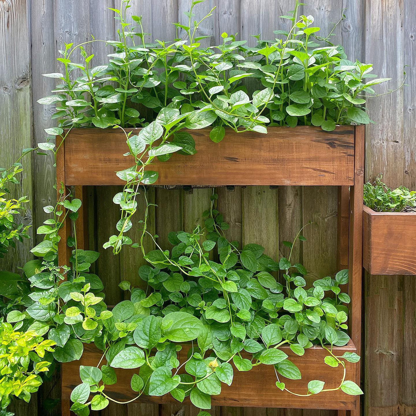 Sao Việt sở hữu khu vườn vạn người mê: Quanh năm xanh tốt, từ rau xanh đến cây ăn trái đều có đủ cả - Ảnh 4