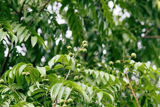 Vị sấu đầu mùa, vị của món ngon Hà Nội đầu hè