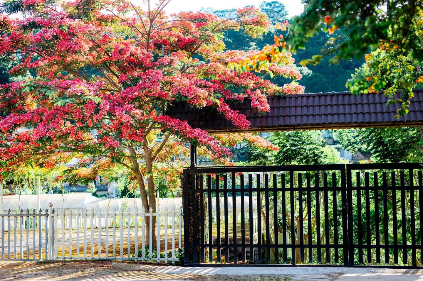 Địa chỉ cây phượng hồng Đà Lạt đứng vào là ảnh auto đẹp đang được netizen rần rần tìm kiếm