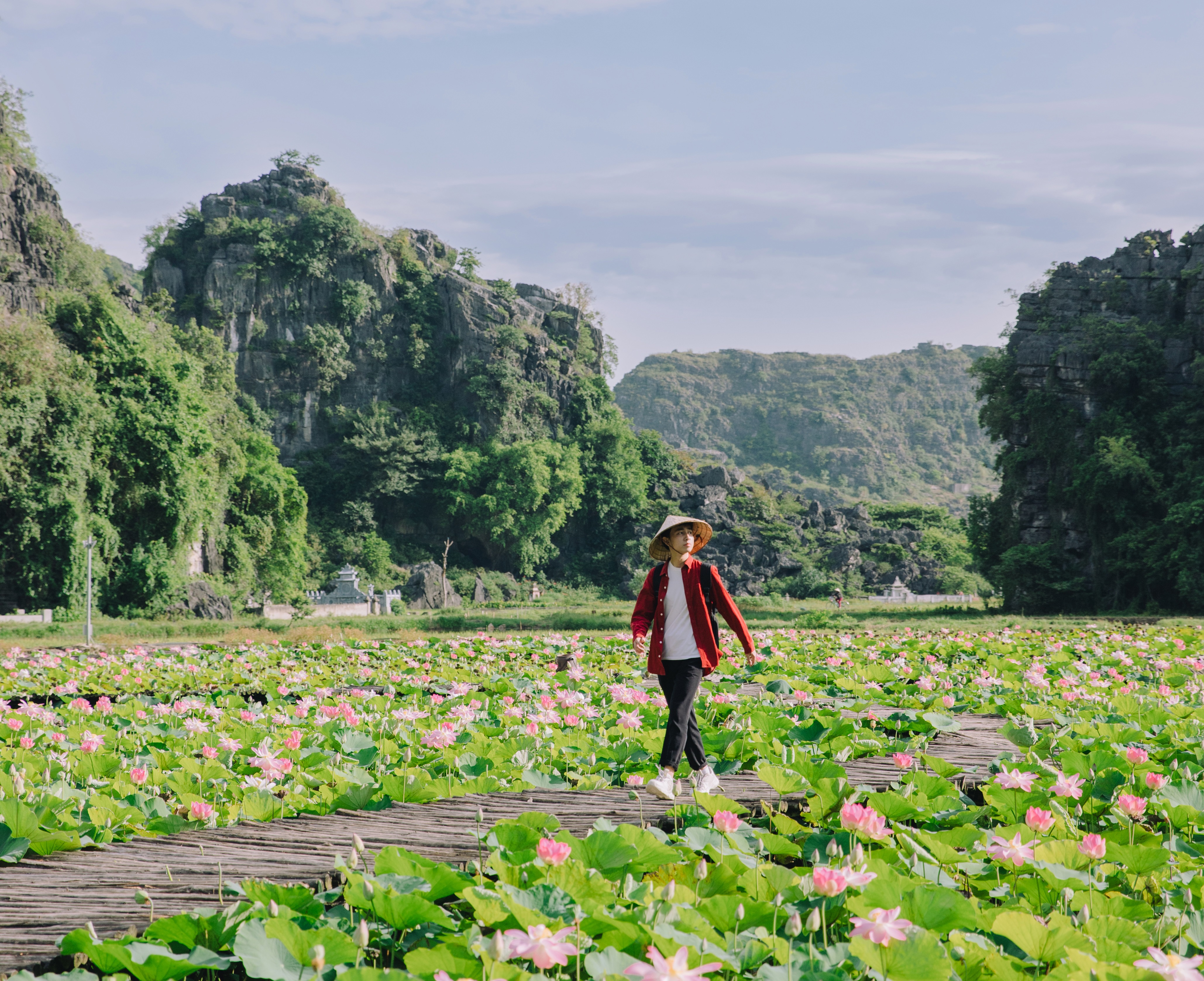 Tháng 7 thời điểm Hang Múa đẹp như thơ khi đầm sen nở rộ, thơm ngan ngát