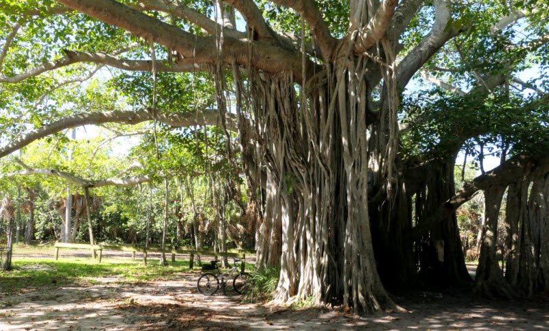 4 cây trồng trước nhà không lục đục cũng bại vong - Ảnh 1