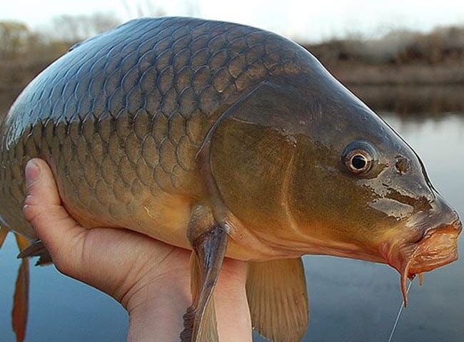 4 mẹo chọn mua cá chép mà bạn nên biết để luôn mua được cá chép tươi ngon, bổ dưỡng - Ảnh 1