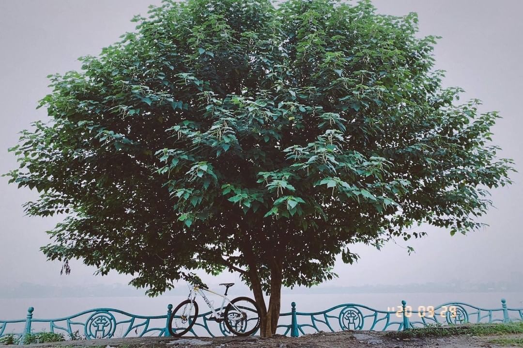 Cây cô đơn Hồ Tây bị bão quật gãy sẽ được trồng lại ở vị trí cũ - Ảnh 2