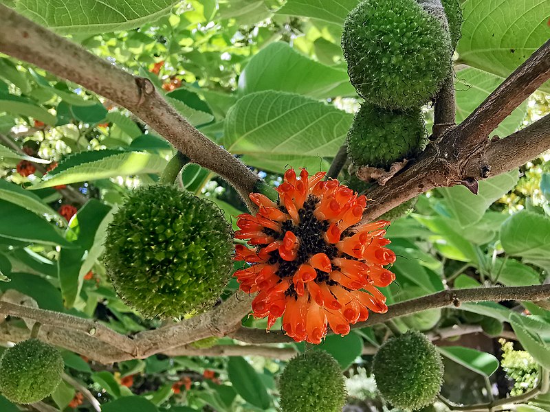 Cây cô đơn Hồ Tây bị bão quật gãy sẽ được trồng lại ở vị trí cũ - Ảnh 1