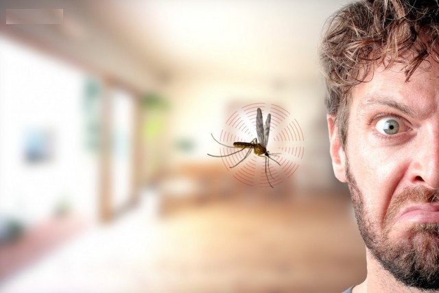 Muỗi là kẻ thù nguy hiểm nhất hành tinh của con người.