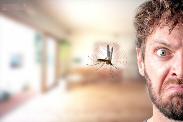 Vì sao muỗi thích hút máu người