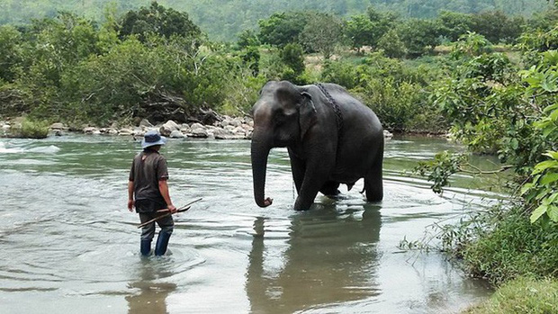Con voi 50 tuổi còn sót lại ở Bắc Tây Nguyên đã ra đi bên suối vì quá mệt
