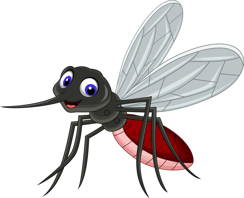 Dấu hiệu nhận biết loại muỗi truyền bệnh sốt xuất huyết - Đài Phát thanh và  Truyền hình Điện Biên