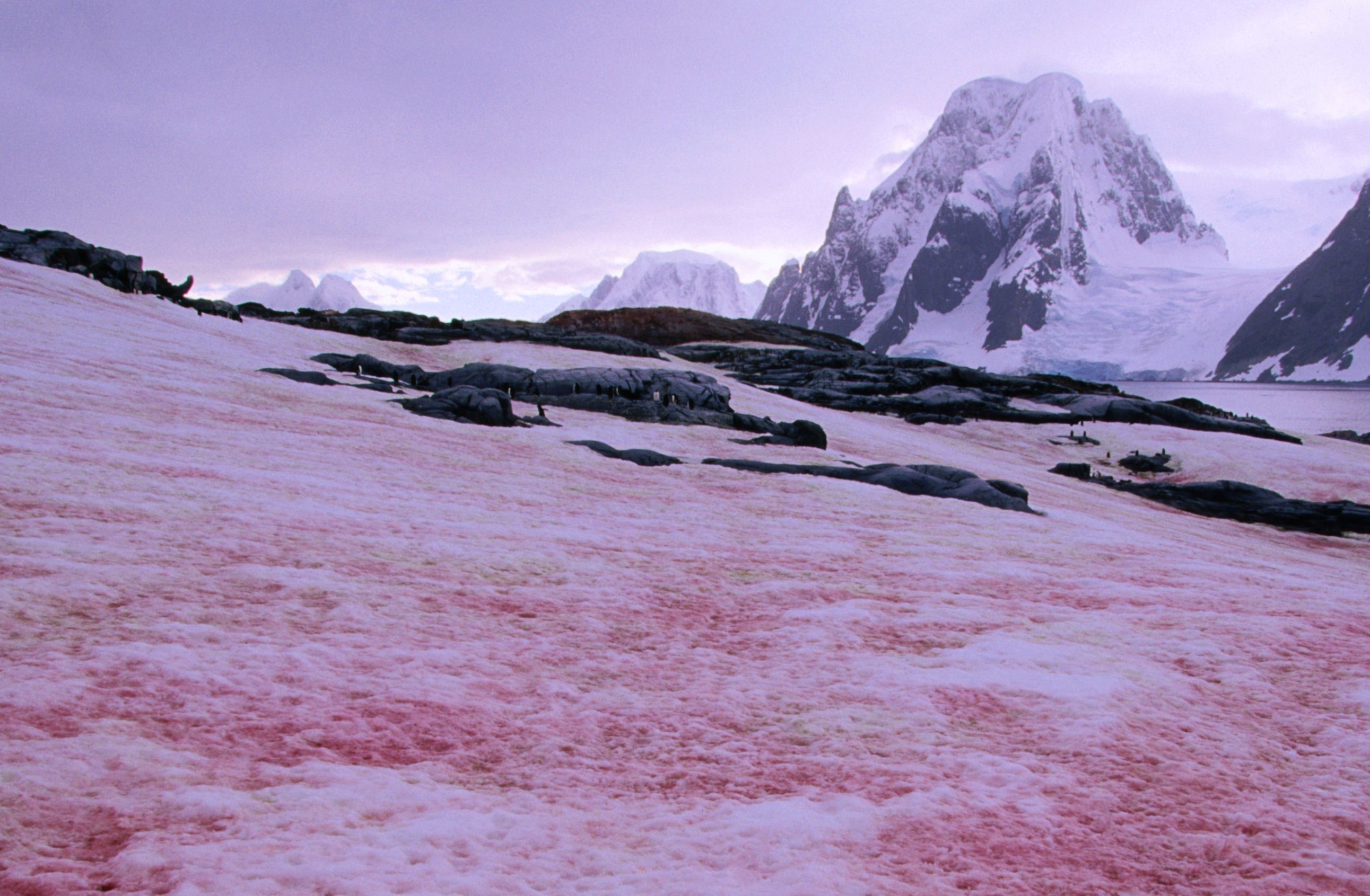 Nam Cực xuất hiện "tuyết máu"
