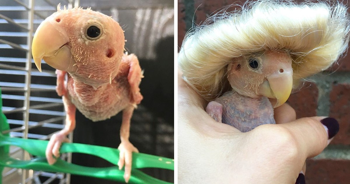 Blondie: Chú vẹt mắc bệnh hiểm nghèo vượt qua trầm cảm để sống ý nghĩa hơn