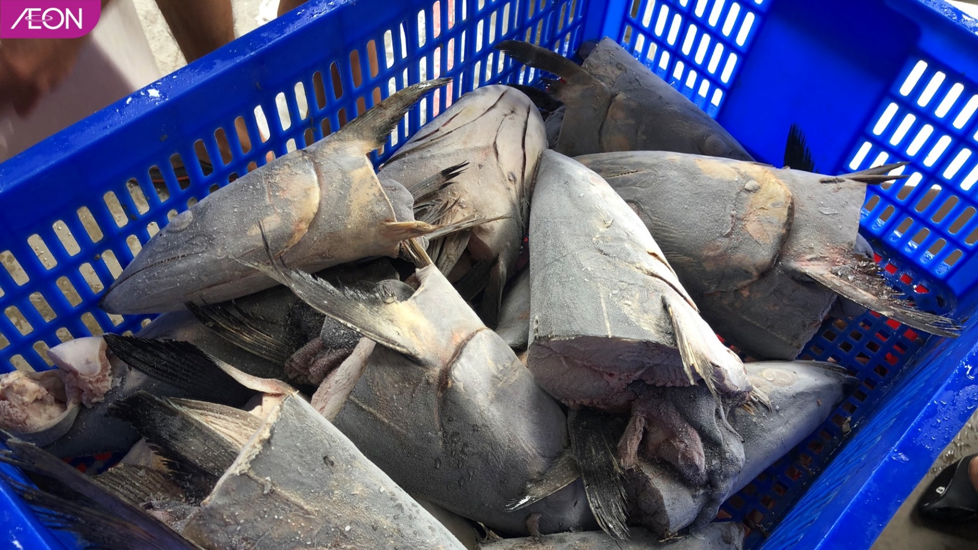 AEON Việt Nam hỗ trợ thức ăn: thịt, cá, rau củ cho động vật ở Thảo Cầm Viên.