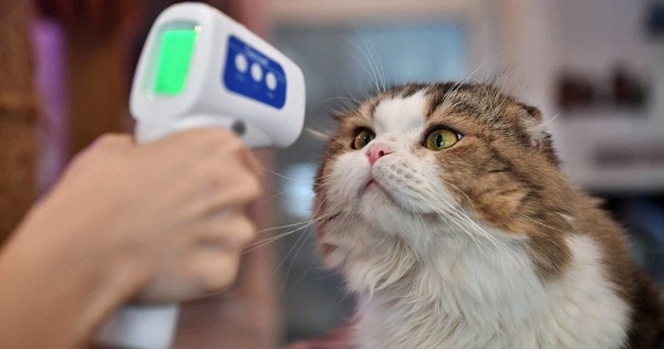 Mỹ: Ghi nhận trường hợp mèo nhiễm Covid-19 biến thể Delta