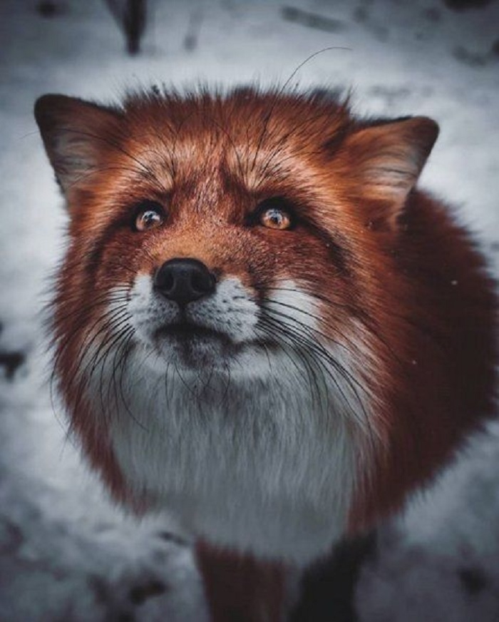 1500+ hình ảnh avatar buồn cô đơn tâm trạng - Ảnh 1