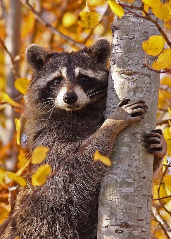 1500+ hình ảnh avatar buồn cô đơn tâm trạng - Ảnh 1