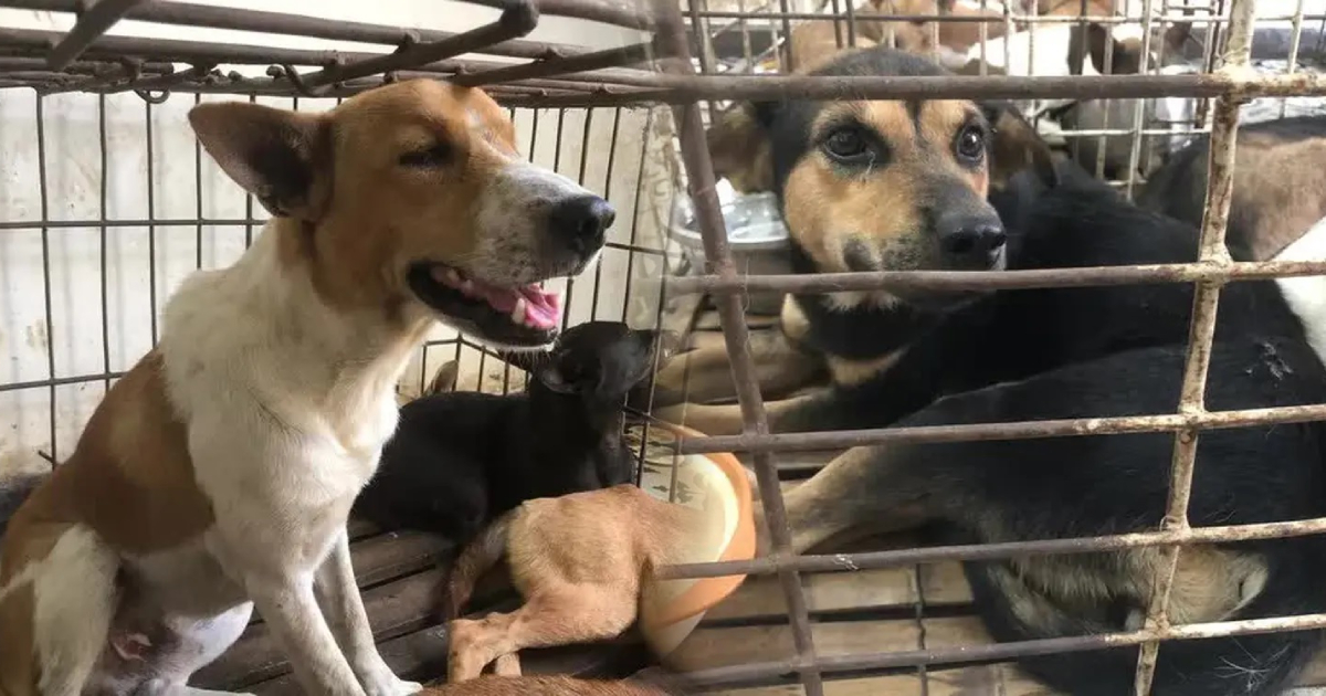 Đi tìm chó nhà, người đàn ông mủi lòng chuộc hết đàn chó 31 con trong lò mổ