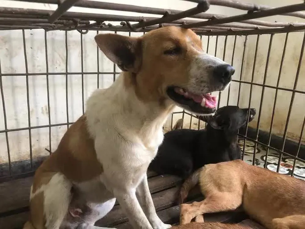 Người đàn ông Nha Trang bỏ ra 24 triệu đồng chuộc đàn chó 31 con ở lò mổ - Ảnh 1