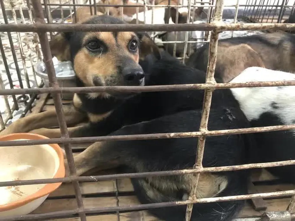 Người đàn ông Nha Trang bỏ ra 24 triệu đồng chuộc đàn chó 31 con ở lò mổ - Ảnh 2