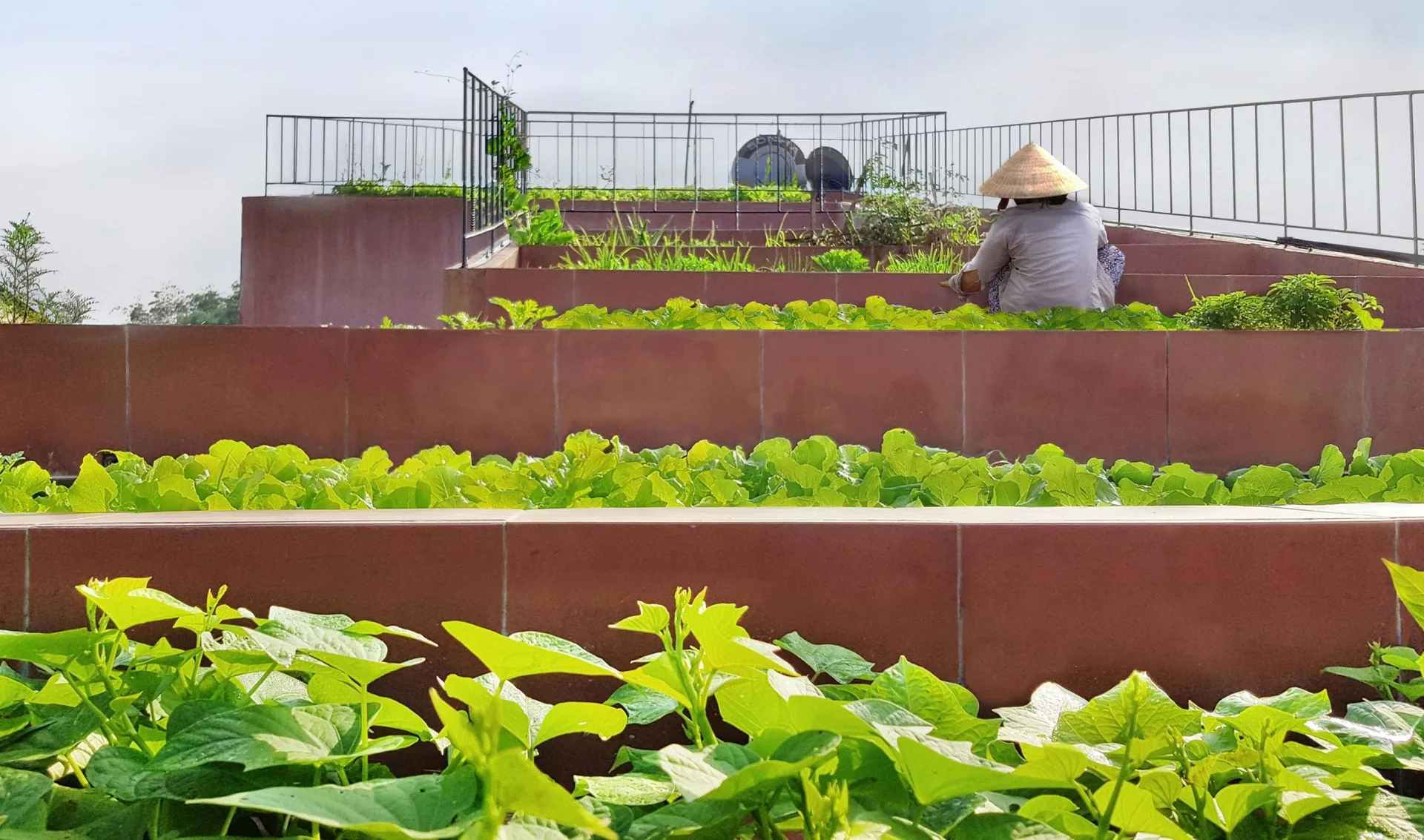 Ngắm ngôi nhà 7 bậc thang trồng rau trên mái ở Quảng Ngãi vừa đoạt giải kiến trúc quốc tế - Ảnh 4