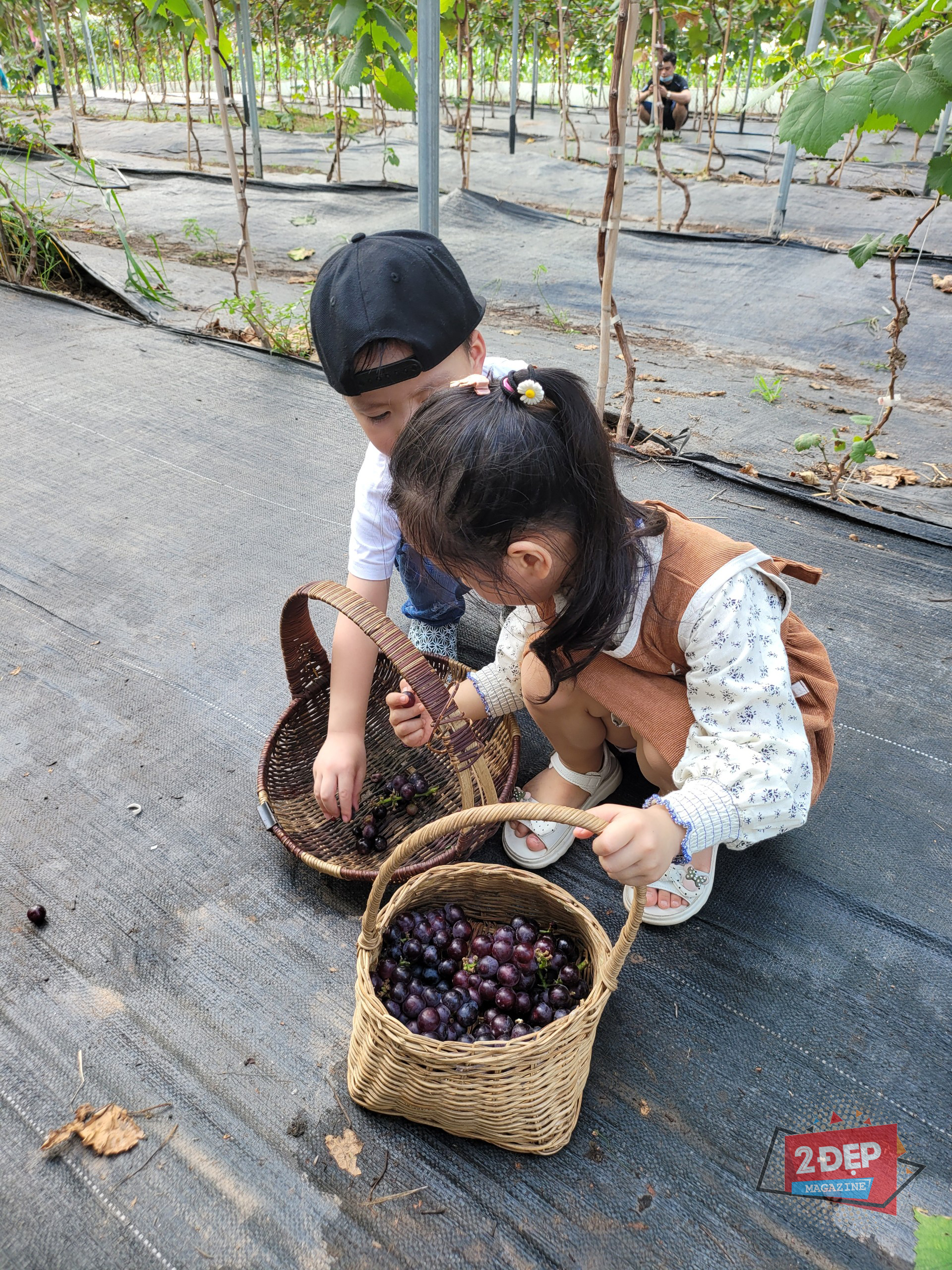 Hái nho ngay tại Hà Nội, cách Hồ Gươm chỉ 30 phút đi xe, tại sao không? - Ảnh 5