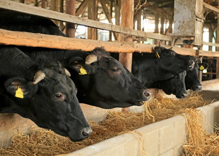 Những chú bò Wagyu được nuôi trong chuồng gỗ chật hẹp để hạn chế việc đi lại, từ đó sinh ra nhiều mỡ hơn.