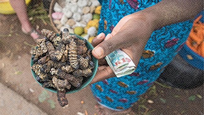 Loài sâu monape này còn là nguồn thực phẩm đem lại nguồn kinh tế cho người dân vùng Nam châu Phi.