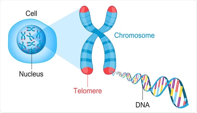 Về mặt sinh học, Telomere là nhân tố quan trọng quyết định quá trình lão hoá của cơ thể diễn ra nhanh hay chậm.