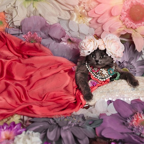 Cuộc đời lên hương của nàng “fashionista mèo” Pitzush