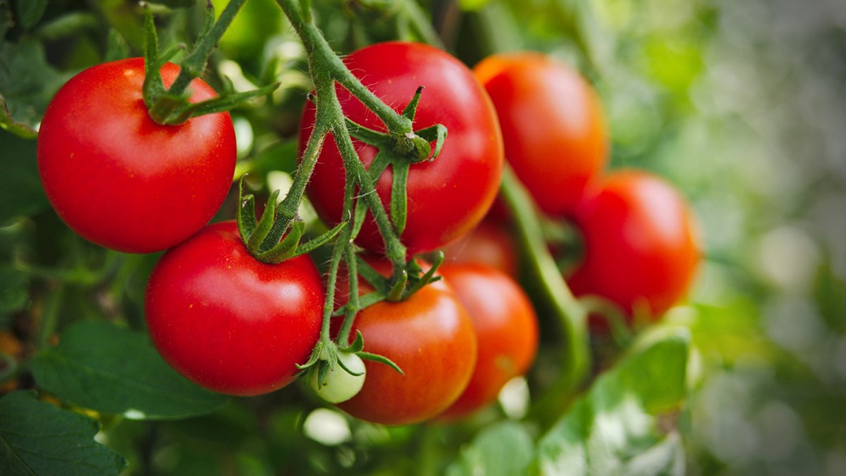Cà chua có công dụng giảm cân.