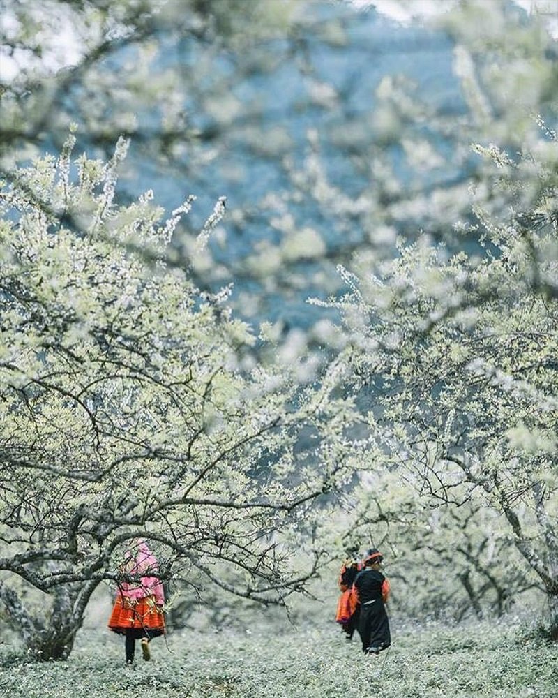 Nhiều người muốn đến Mộc Châu để ngắm mùa hoa mận.
