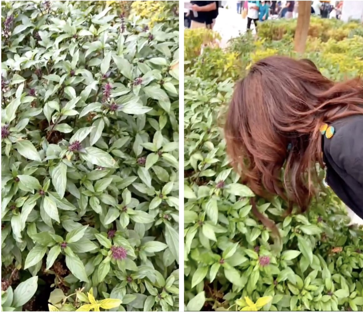 Sang Dubai, H’Hen Niê phát hiện ra loại rau thơm ăn kèm với phở này được trồng làm cây cảnh