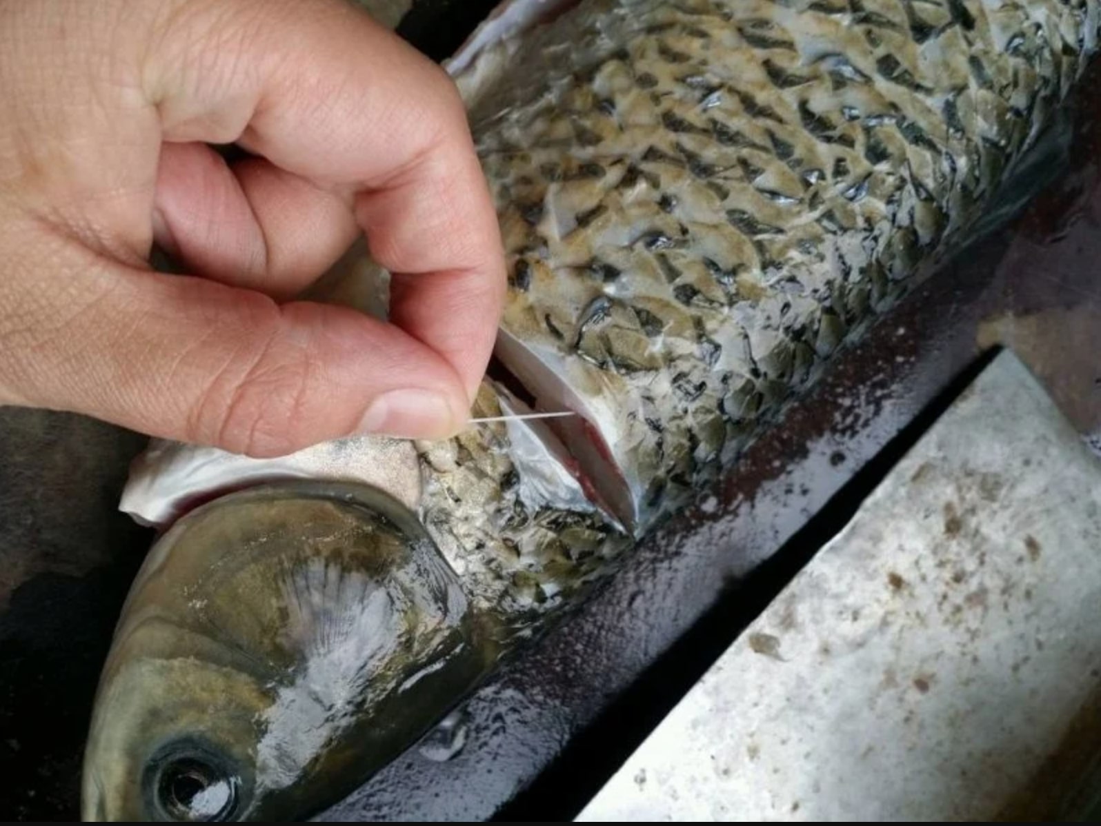 Để cá bớt tanh và ngon hơn khi chế biến, hãy sợi dây này lúc sơ chế cá