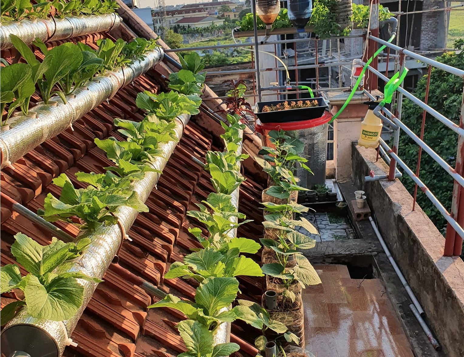 Vườn rau thủy canh 7m² trên mái nhà lúc nào cũng dư rau ăn của cặp vợ chồng ở Thái Bình