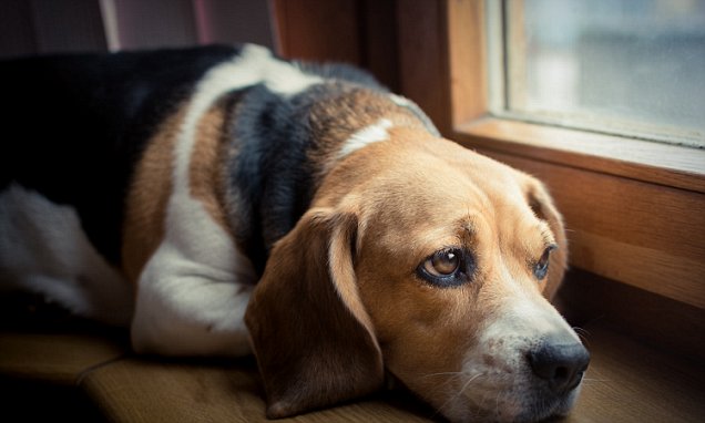 Một chú chó nhỏ nằm dài bên ô cửa sổ với ánh mắt buồn rười rượi.