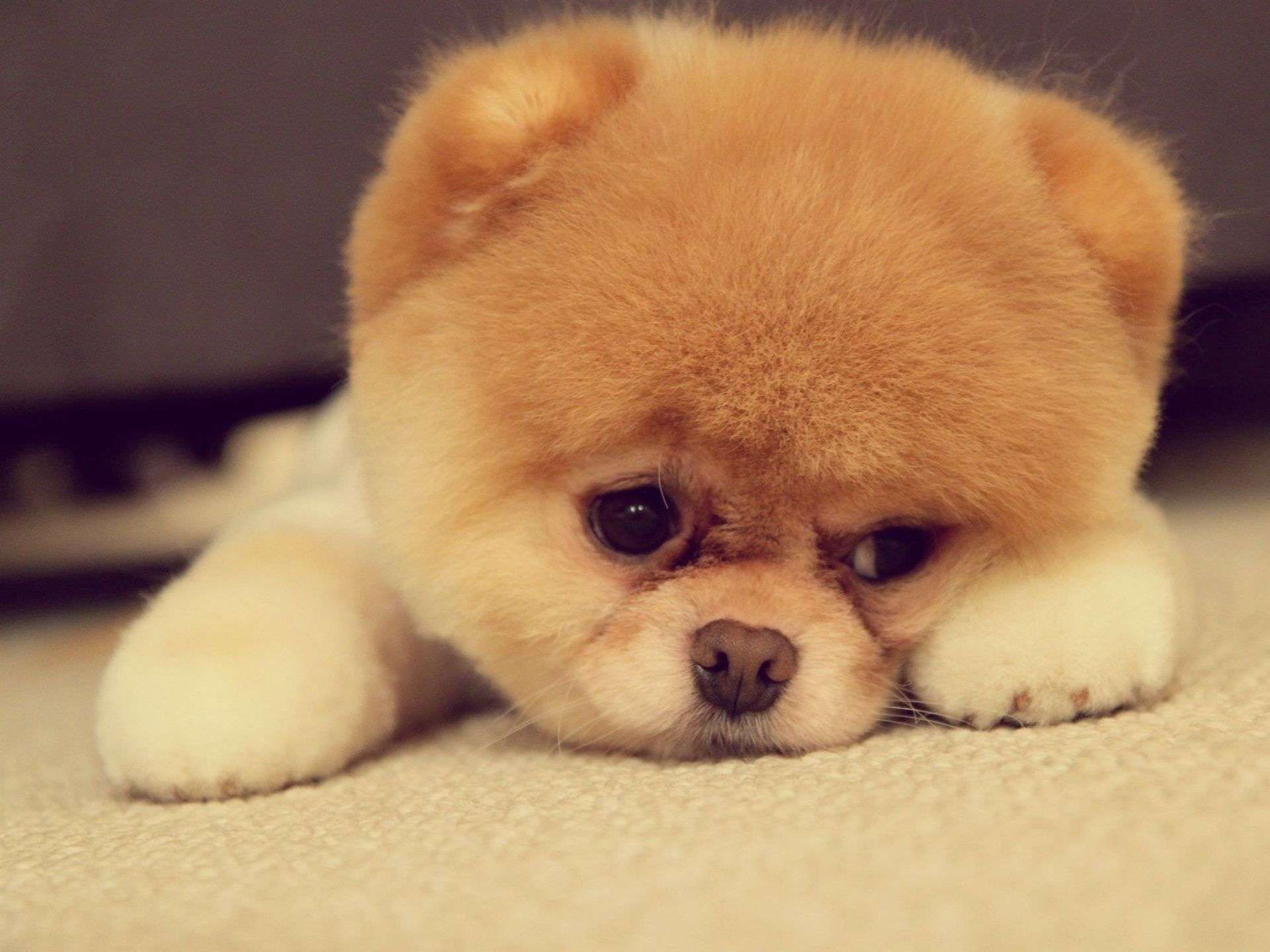 Chú cún dễ thương khiến ai cũng phải xoa đầu an ủi.