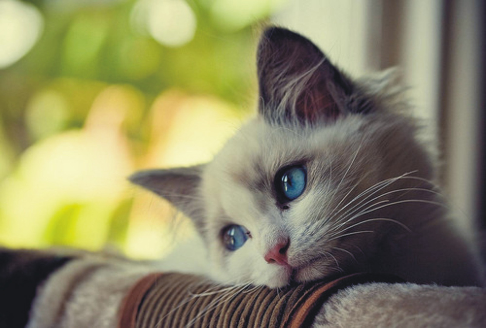 Mèo nhỏ và đôi mắt xanh lấp lánh ánh buồn.