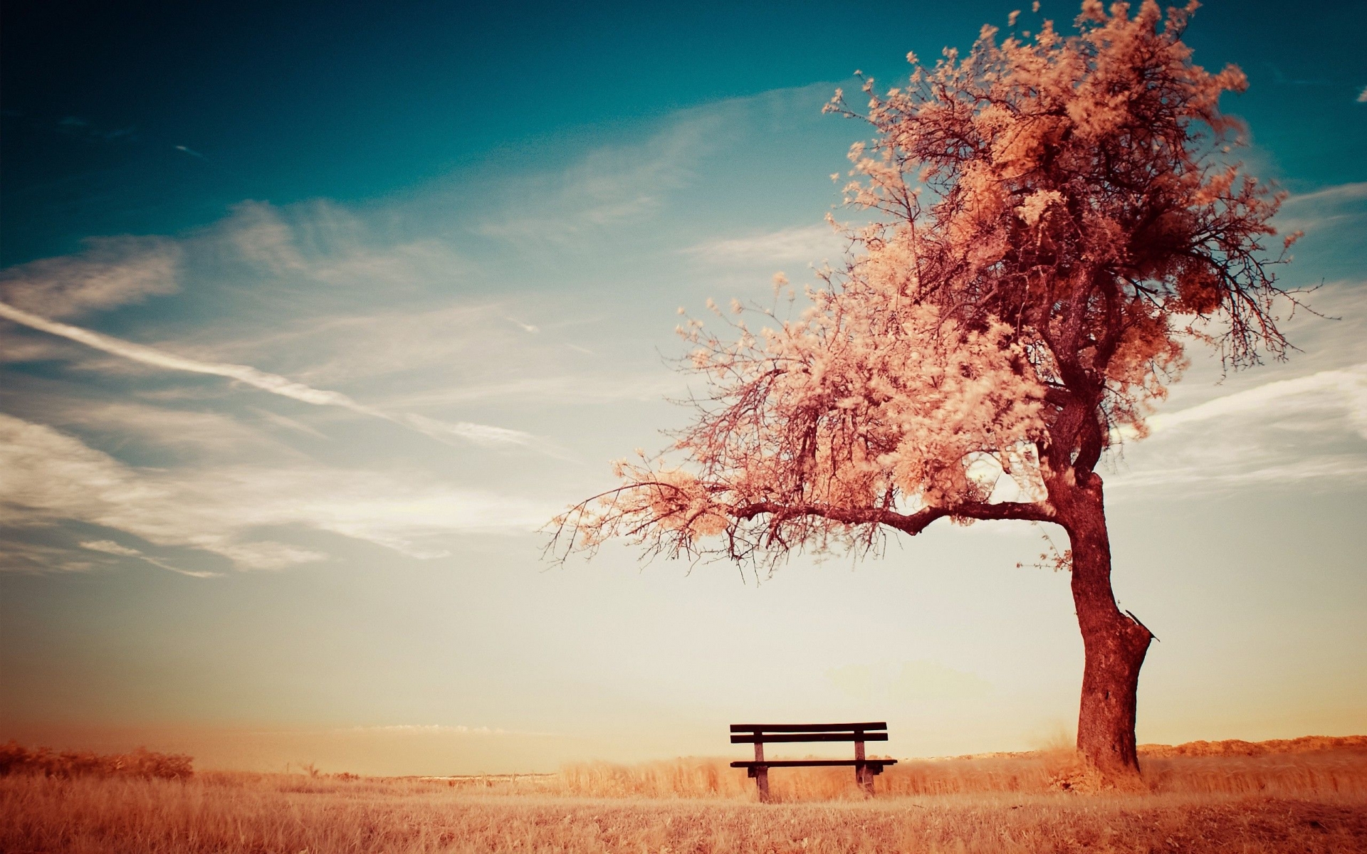 Chiếc ghế gỗ nhỏ bên cây cổ thụ cô đơn.