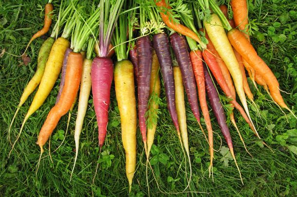Cà rốt được chia thành nhiều loại khác nhau.