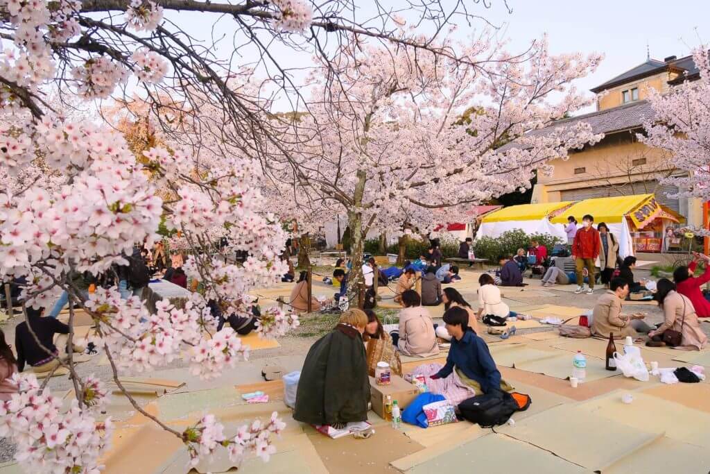 Người Nhật thường cùng nhau đi picnic và ngắm hoa anh đào.