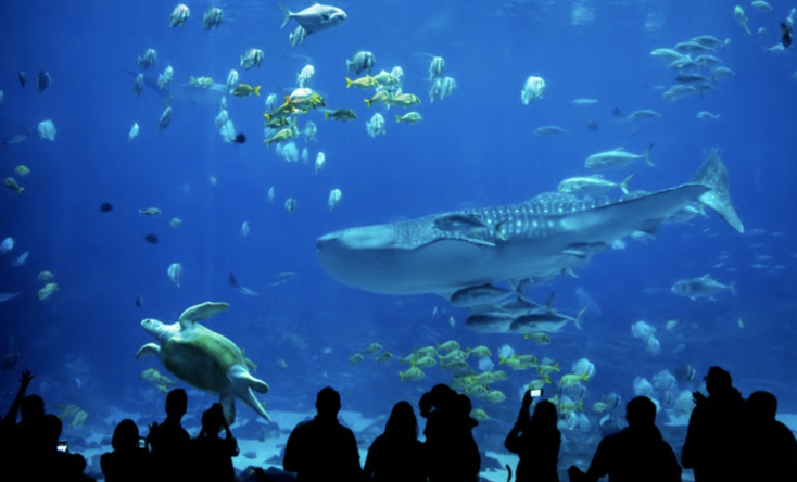 Thế giới cá khổng lồ tại cung điện Hải Vương...