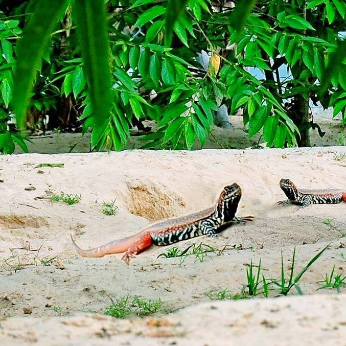 Chả dông, món đặc sản dân dã được làm từ nguyên liệu “ai thấy cũng hết hồn” của Phú Yên - Ảnh 1