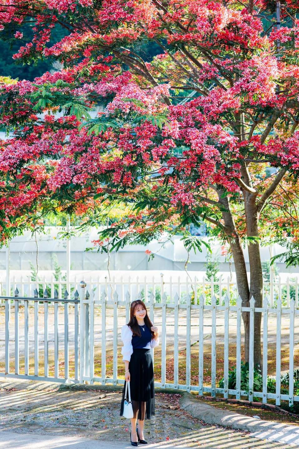 Phượng hồng Đà Lạt vào mùa nở rộ, dân mạng rần rần tìm kiếm địa chỉ check-in đẹp như phim - Ảnh 4