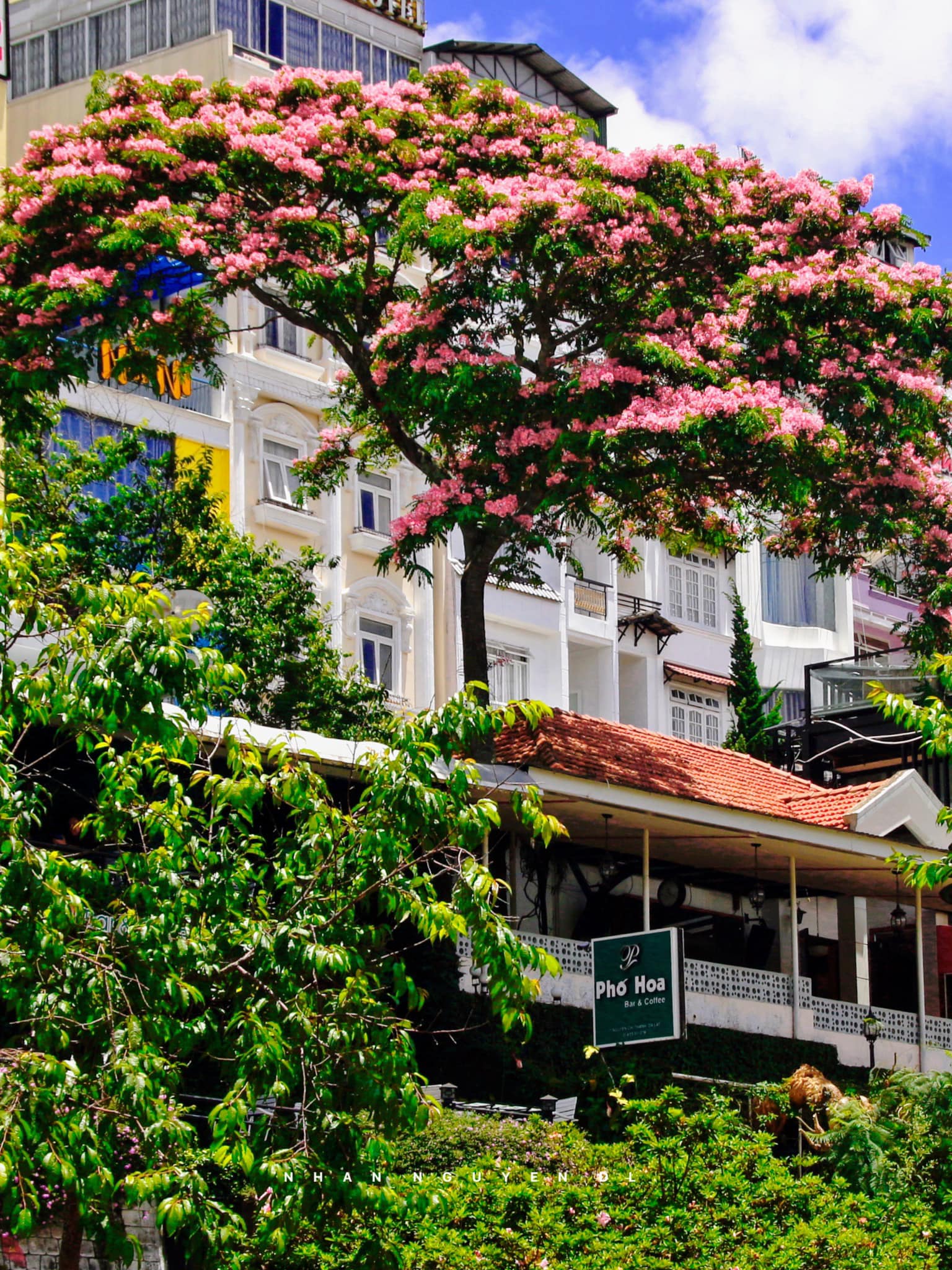 Phượng hồng Đà Lạt vào mùa nở rộ, dân mạng rần rần tìm kiếm địa chỉ check-in đẹp như phim - Ảnh 1