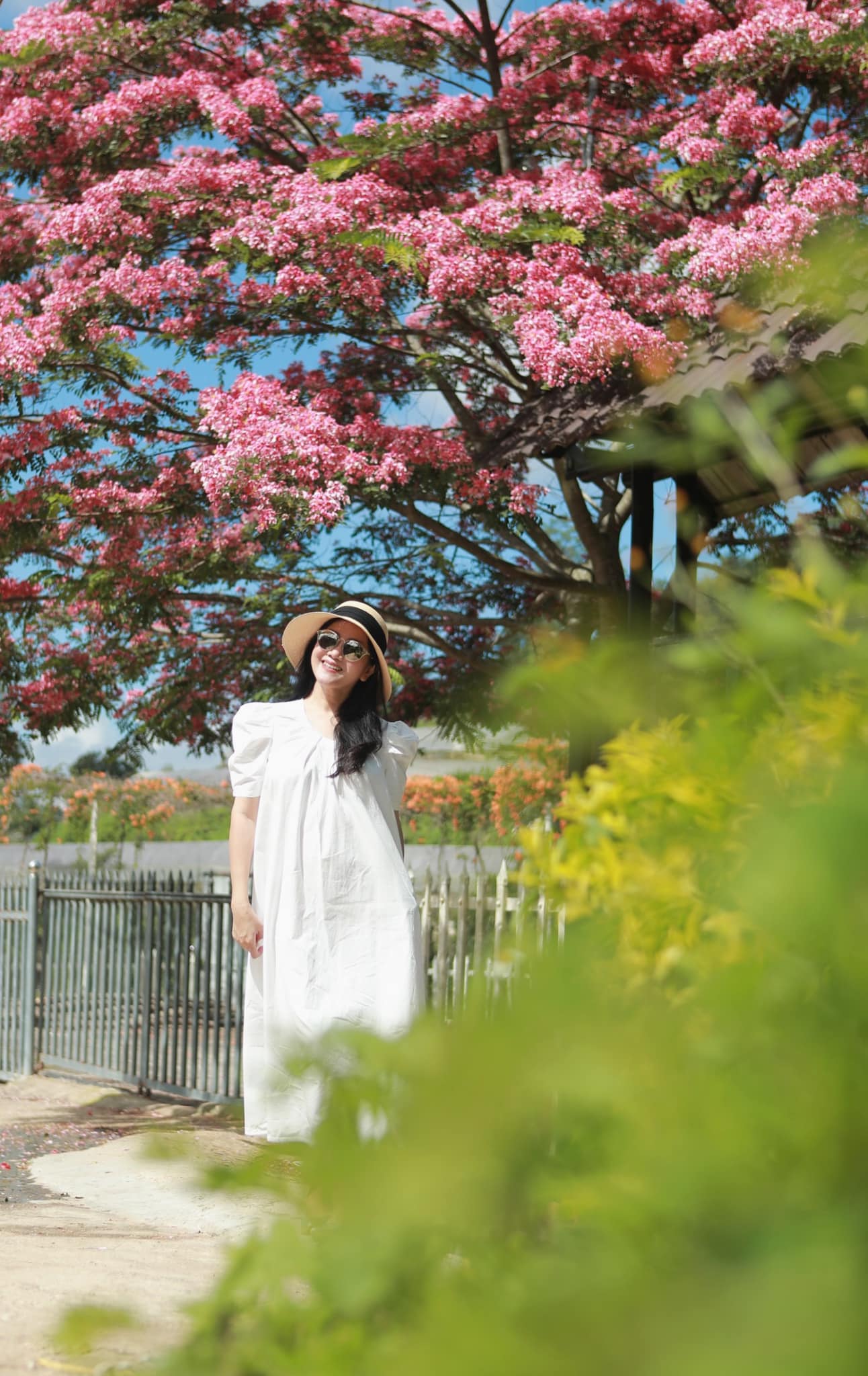 Phượng hồng Đà Lạt vào mùa nở rộ, dân mạng rần rần tìm kiếm địa chỉ check-in đẹp như phim - Ảnh 1