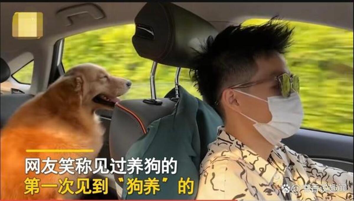 Ông chủ bỏ việc 10 triệu để đi giúp việc cho chú chó kiếm 60 triệu/tháng