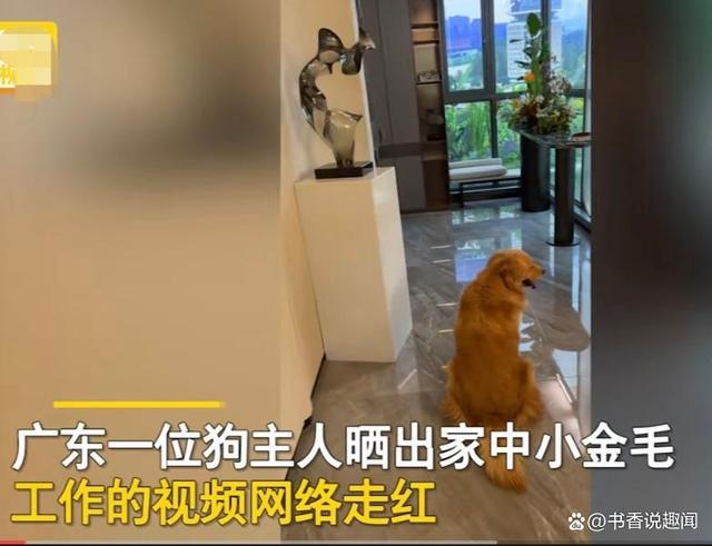 Chủ kiếm lương 3000 tệ, chó kiếm gấp 6 lần, netizen đùa nhau: khi nào đến lượt mình được bao nuôi - Ảnh 1